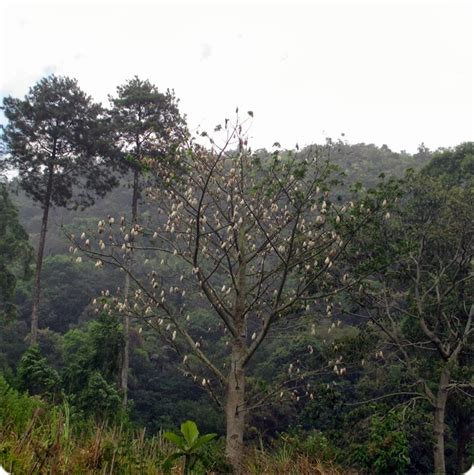 Komunitas Satubumikita Sepintas Mengenal Pohon Randu Kapuk
