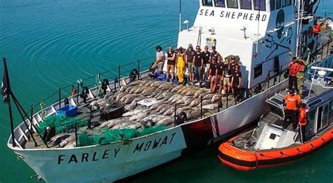 Sea Shepherd Launches Campaign To Save The Vaquita Porpoise In Mexico