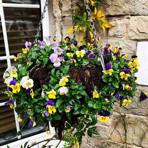 14 Best Plants For Winter Hanging Baskets Growing Tips