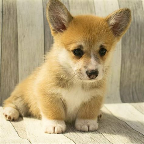 16 Amazing Facts About Corgis You Probably Never Knew