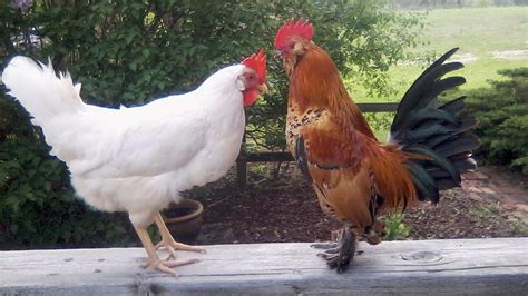 Backyard Chickens Are Giving Tennesseans Salmonella Cdc Says