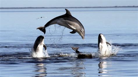 New Dolphin Species Discovered In Se Australian Waters The