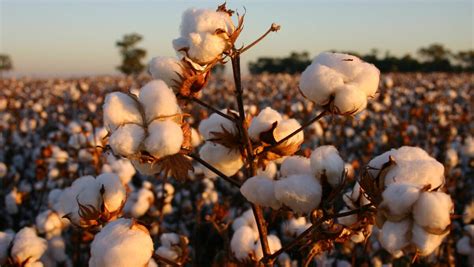 World Cotton Day Australia Celebrates Queensland Country Life Qld