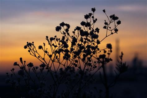 Free Images Flower Nature Sky Yellow Sunlight Vegetation Light