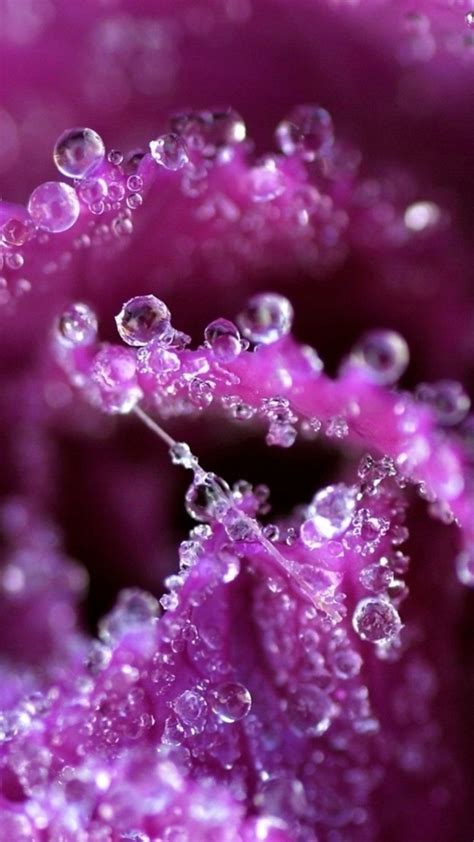 Pure Dew Purple Flower Petal Purple Flowers Wallpaper Colorful