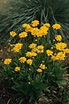 Coreopsis Early Sunrise | All-America Selections