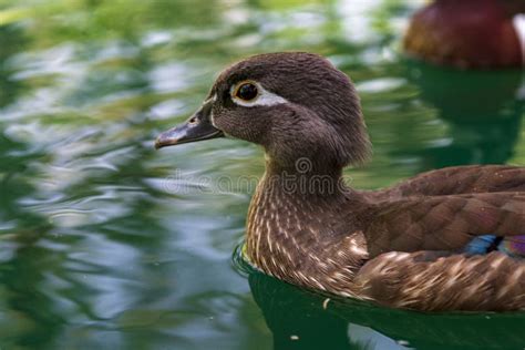 The Florida Duck Is A Species Of Anseriform Bird Of The Anatidae