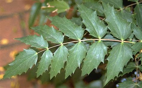 Mahonia Nervosa Landscape Plants Oregon State University