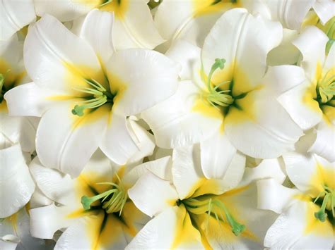 49 Bing Images Wallpaper Flowers On Wallpapersafari