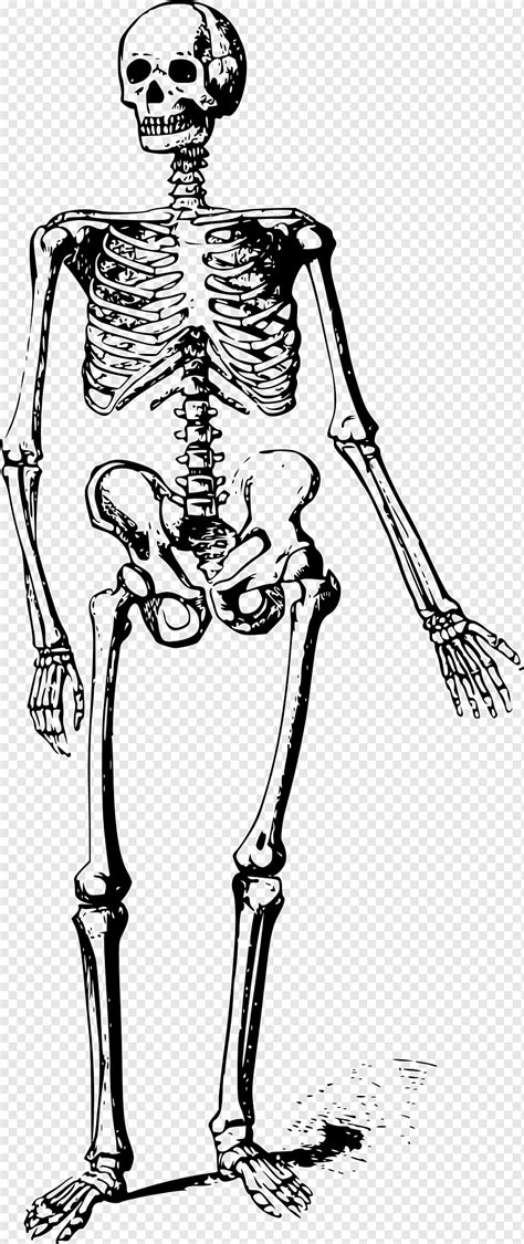 Human Skeleton Skull Bone Skeleton Mammal Hand Vertebrate Png Pngwing