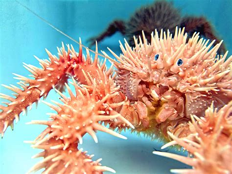 Deep Sea Spiny Crab Paralomis Hystrix Found 1400ft Down In Japanese