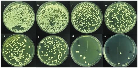 Candida Colony