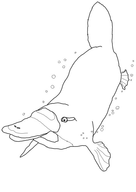 platypus coloring pages    print