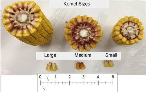 Corn Yield Estimation Calc