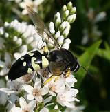 Photos of Black And White Wasp