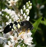 Large Black Wasp Photos