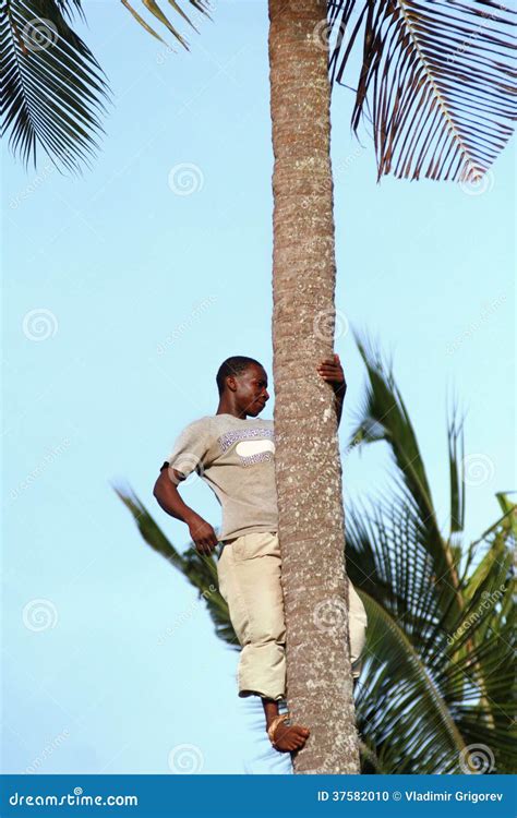 African Man About 25 Years Old Climbed A Palm Tree Editorial Image