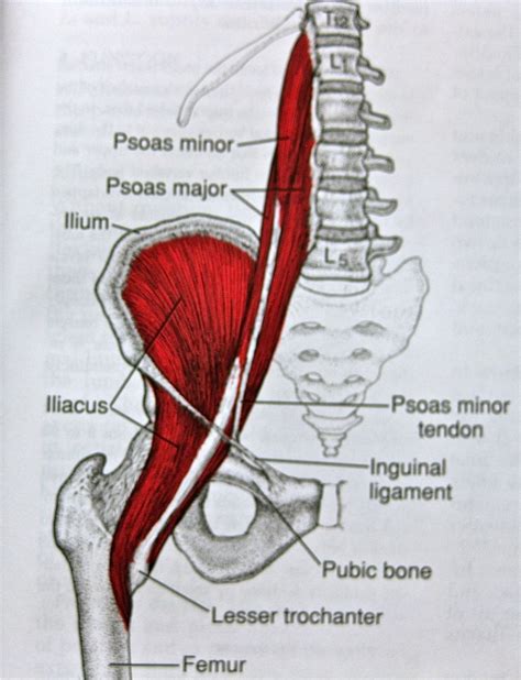 Hip Muscles Map