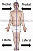 Medial / lateral
