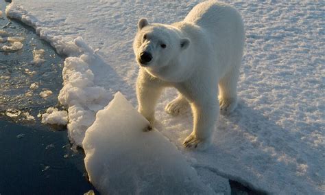 Why Do Polar Bears Have White Fur And Nine Other Polar Bear Facts