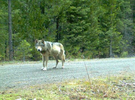 Oregon Wolves Or 7 Was The Most Famous Wolf In The West