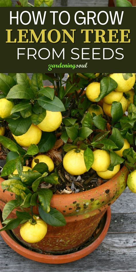 How To Grow Lemon Tree From Seeds