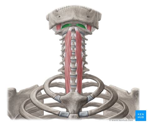 Rectus Capitis Anterior Origin Insertionsupplyaction Kenhub