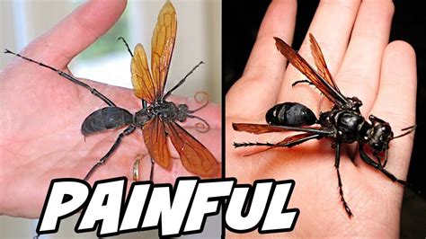 Top 5 Most Painful Insect Bitesstings In The World Youtube