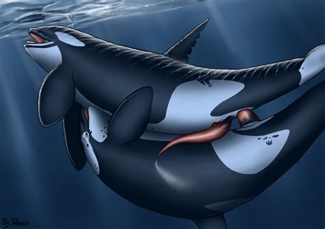 Rule 34 Anatomically Correct Anus Cetacean Dolorcin Feral Genital