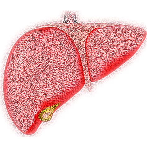 Hígado Hepática Organo La Imagen Gratis En Pixabay