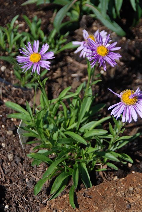 Aster Alpinus Viridarium