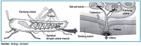 Sistem Pernapasan Pada Insecta Belalang