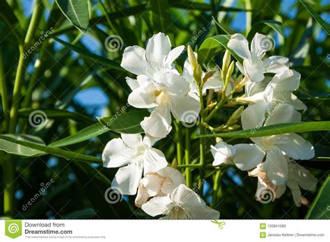 Sweet Oleander Stock Image Image Of Pastel Summer 120841089