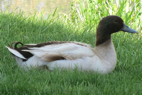 Mallard Duck Photo Gallery And Trivia