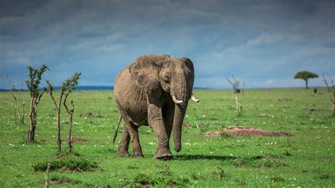 Old Elephant Is On The Grass Field With Cloudy Sky Background Hd