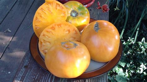 Barnes Mountain Orange Tomato Is Large Sweet And Tasty Youtube