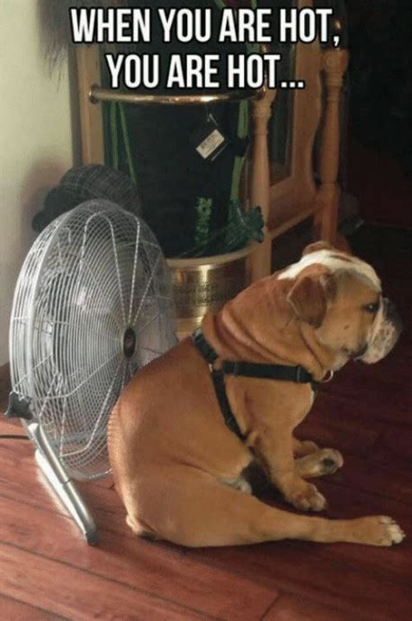 Have A Look At These Memes When It S Hot Outside — Funny Pictures