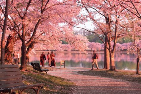 Selain jepang, korea selatan ternyata juga memiliki pemandangan bunga sakura yang indah. 5 Taman Bunga yang WAJIB Dikunjungi Saat Musim Gugur di Jepang