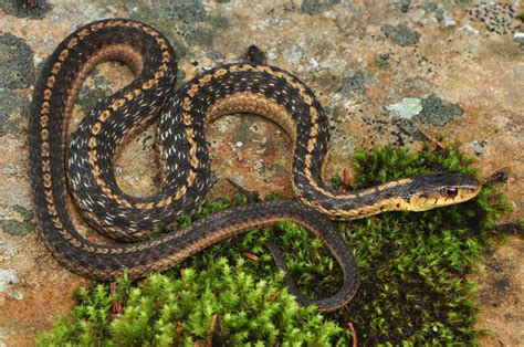 Pictures of snakes in west virginia. Common Gartersnake (Thamnophis sirtalis)