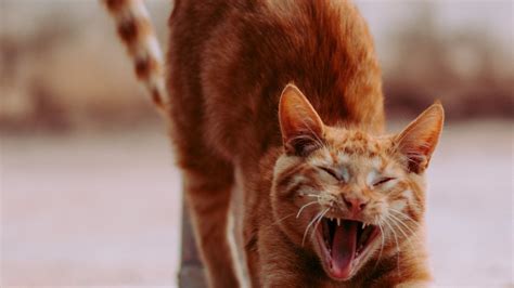 Dr Sarah Ellis On Why Do Cats Arch Their Backs Napo Pet Care