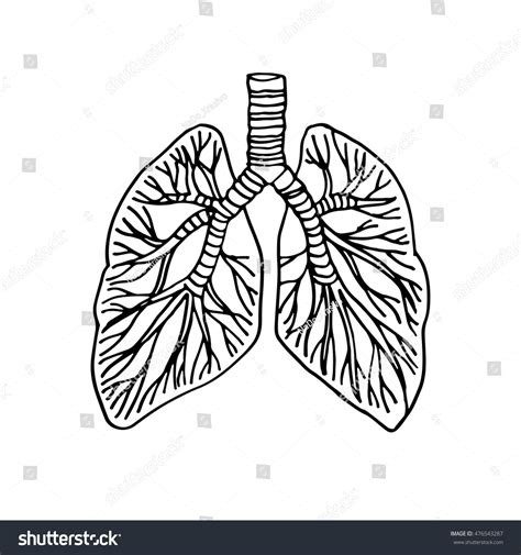 Lungs Human Organs Hand Drawn Vector Stock Vector Royalty Free