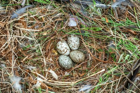 House Sparrows Females Nest And Egg Plantura