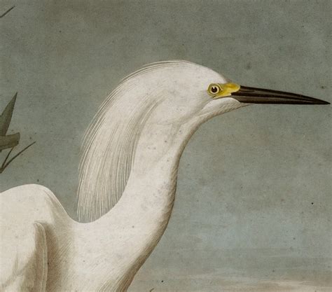 Snowy Heron John James Audubon Vintage Wall Art Home Decor Etsy