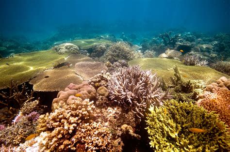 Bringing Coral Reefs Back To Life In Bali Stories The