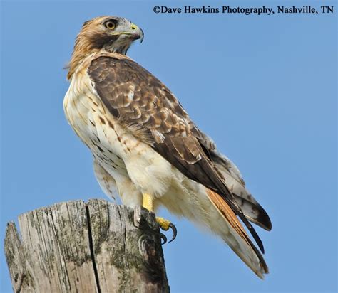 Red Tailed Hawk State Of Tennessee Wildlife Resources Agency