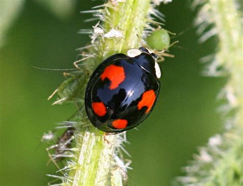 a news blog from the ceh news team a decade of recording harlequin ladybirds in the uk