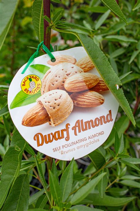 Dwarf All In One Almond 200mm Avalon Nursery