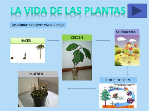 Ppt Las Plantas Powerpoint Presentation Free Download Id2218647