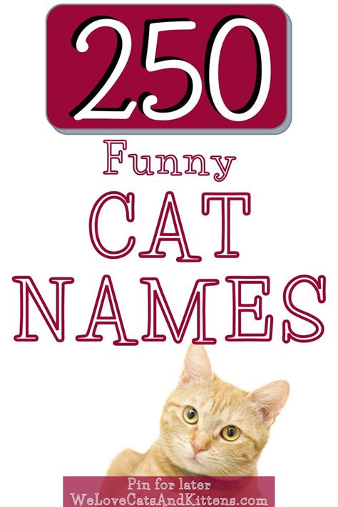 250 Funny Cat Names Choose The Best Funny Name For Your
