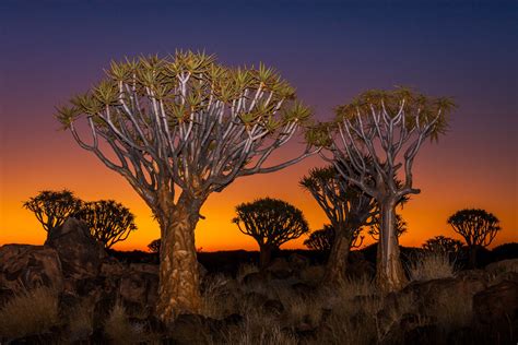 Quiver Trees In The Kalahari African Tree Desert Photography Tree